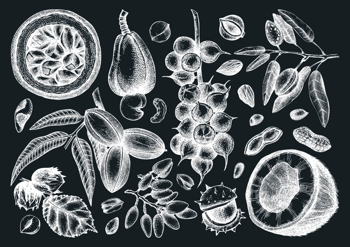 Hand drawn nut trees and plants on chalkboard. Hand-sketched pecan, macadamia, hazelnut, walnut, almond, pistachio, chestnut, peanut, brazil nut, hazelnut, coconut and cashew illsutrations